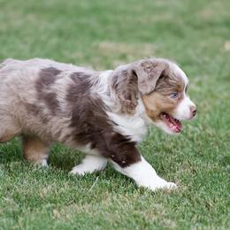 Miniature American Shepherds from RayneMaker Miniature American Shepherds