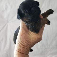 Zac - Black and tan male Brussels Griffon puppy in Nc, Florida from Brusseluv2