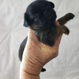 Zac - Black and tan male Brussels Griffon puppy in Nc, Florida from Brusseluv2