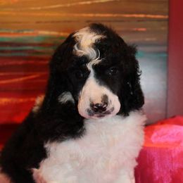 Poodle Puppies from DuBois Standard Poodles