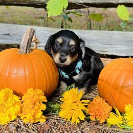 Dachshund Puppies from Treasure Dachshunds
