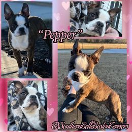 Pepper - Boston Terrier