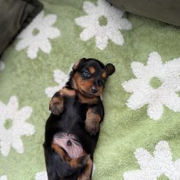 Truffle - Black and tan male Dachshund puppy in Moore, South Carolina from Tippy Toes Dachshunds