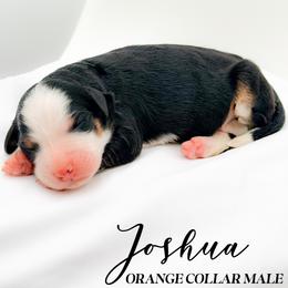 Joshua - Tri-color male Bernedoodle puppy in Tipton, Indiana from Country Creek Doodles