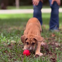 Chai - Fawn female Great Dane puppy in Montgomery, Texas from KD Sweet Southern Danes