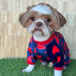 Kebra - Shih Tzu