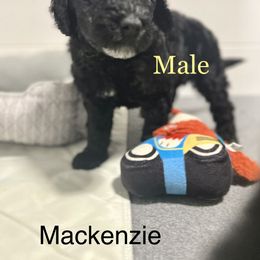 Mackenzie - Black Goldendoodle puppy in Franklin, North Carolina from Carolina Doodles