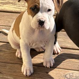 Pink collar - Red female American Staffordshire Terrier puppy in Cloverdale, Indiana from Woodshire American Staffordshire Terrier’s