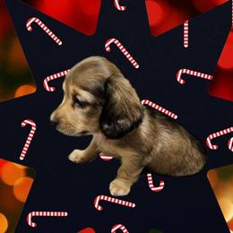 Dachshund Puppies from Happy Tails Doxie's