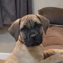 Pink-Purple 80's Collar Fawn Female - Fawn female Boerboel puppy in Wasilla, Alaska from Northland Boerboels