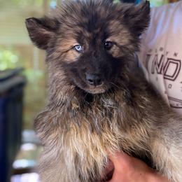 Panther - Agouti and white male Siberian Husky puppy in Tennessee from Heavenly Made Huskies and Poms