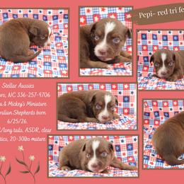 Pepi - Red tri female Miniature Australian Shepherd puppy in Asheboro, North Carolina from Stellar Aussies