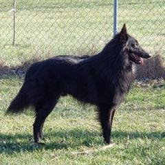 Belgian Sheepdogs from Renee's Belgian Sheepdogs