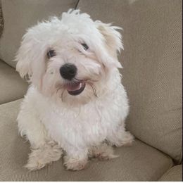 Romeo - Maltese