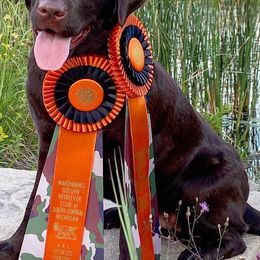 Labrador Retrievers from Four Seasons Kennels