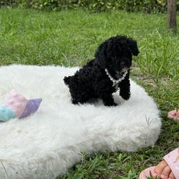 Onyx Tiny - Black male Poodle puppy in Florida from Puppies Forever 💙❤️🐶