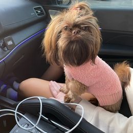 Lulu - Shih Tzu