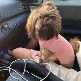 Lulu - Shih Tzu