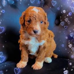 Cappuccino - Red  male Poodle puppy in Kissimmee, Florida from Poodle Doodle Kennels