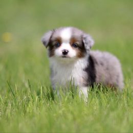 Midget - Blue merle female Toy Australian Shepherd puppy in Georgetown, Texas from Minikin Manor
