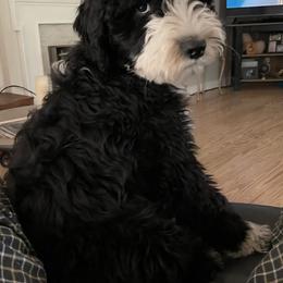 Goldendoodle and Sheepadoodle All Grown Up from Golden Breeds