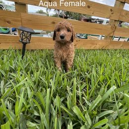 Goldendoodle Puppies from The Miller's Goldendoodles