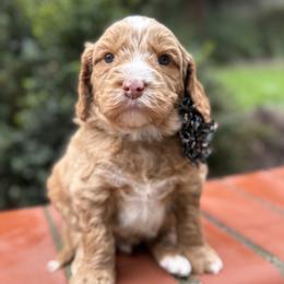 Cupid - Caramel male Australian Labradoodle puppy in Citrus Heights, California from Elite Blend Labradoodles
