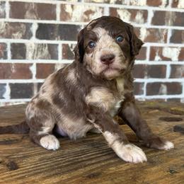 Magenta Girl - Merle female Goldendoodle puppy in Huntsville, Alabama from Winchester Doodles