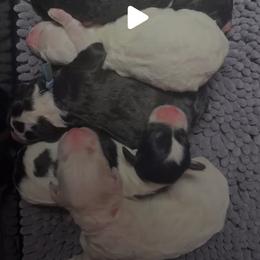 Selection Choice 5- does not guarantee gender or coloring - Black female Sheepadoodle puppy in Bloomfield, New Jersey from C3 Sheepadoodles