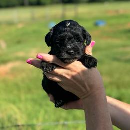 Jersey - Light Pink - white - Black female Miniature Schnauzer puppy in Oneonta, Alabama from Murphree Valley Kennels