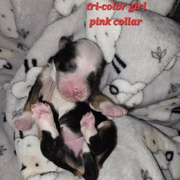 Girl 1 - Tri-color female Bernedoodle puppy in Schertz, Texas from Kat's Teddydoodles