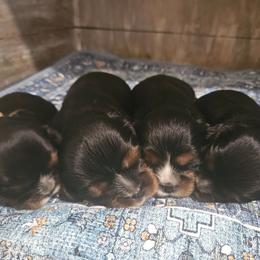 Cavalier King Charles Spaniel puppies from Magnolia Acres