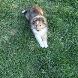 This puppy has not been named. We think the buyer should be able to name her - Sable and white female Shetland Sheepdog puppy in Evansville, Wyoming from Cindy Scott's Shetland Sheepdogs