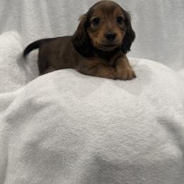Dachshund Puppies from Darling Doxies