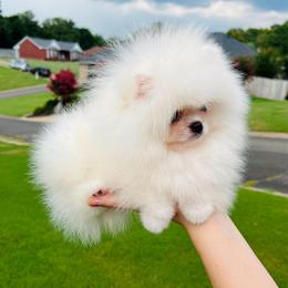 Romeo - Cream male Pomeranian puppy in Hot Springs, Arkansas from Pomeranian Empire