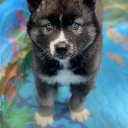 Siberian Husky Puppies from Myths and Legends Siberian Huskies
