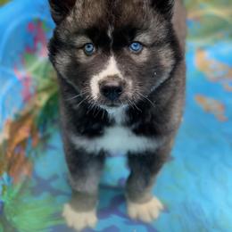 Siberian Husky Puppies from Myths and Legends Siberian Huskies