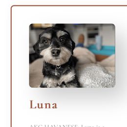 Luna - Havanese
