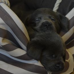 Dilute Retriever Puppies from Royalty Retrievers