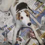 Boy 1 - Borzoi puppy in Aiken County, South Carolina from Nirvanah Borzoi