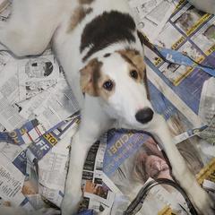 Boy 1 - Borzoi puppy in Aiken County, South Carolina from Nirvanah Borzoi