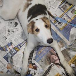 Boy 1 - Borzoi puppy in Aiken County, South Carolina from Nirvanah Borzoi