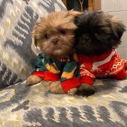 Shih Tzu Puppies from Tammy’s Shih-Tzu Love Jones