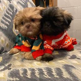 Shih Tzu Puppies from Tammy’s Shih-Tzu Love Jones