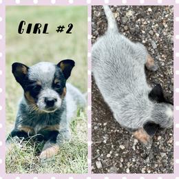Girl 2 - Blue speckled female Australian Cattle Dog puppy in Prague, Oklahoma from S&B Cattle Co.