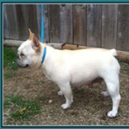 French Bulldog adult dog