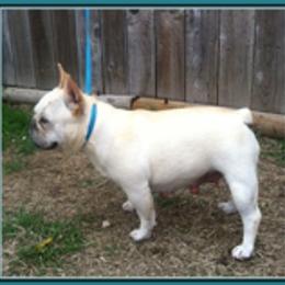 French Bulldog adult dog