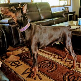 Maja - Doberman Pinscher