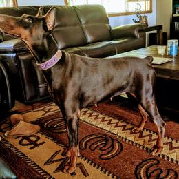 Maja - Doberman Pinscher