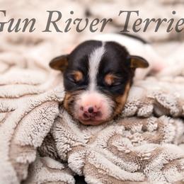 Black Tri 2 - Black tan and white male Rat Terrier puppy in Allegan, Michigan from Gun River Terriers